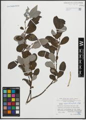 Foto von Salix appendiculata Vill.